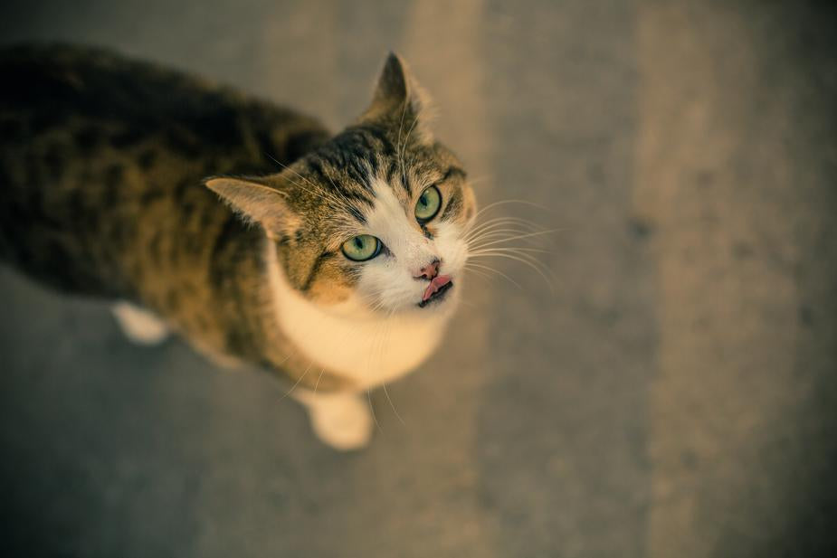 kitty lick