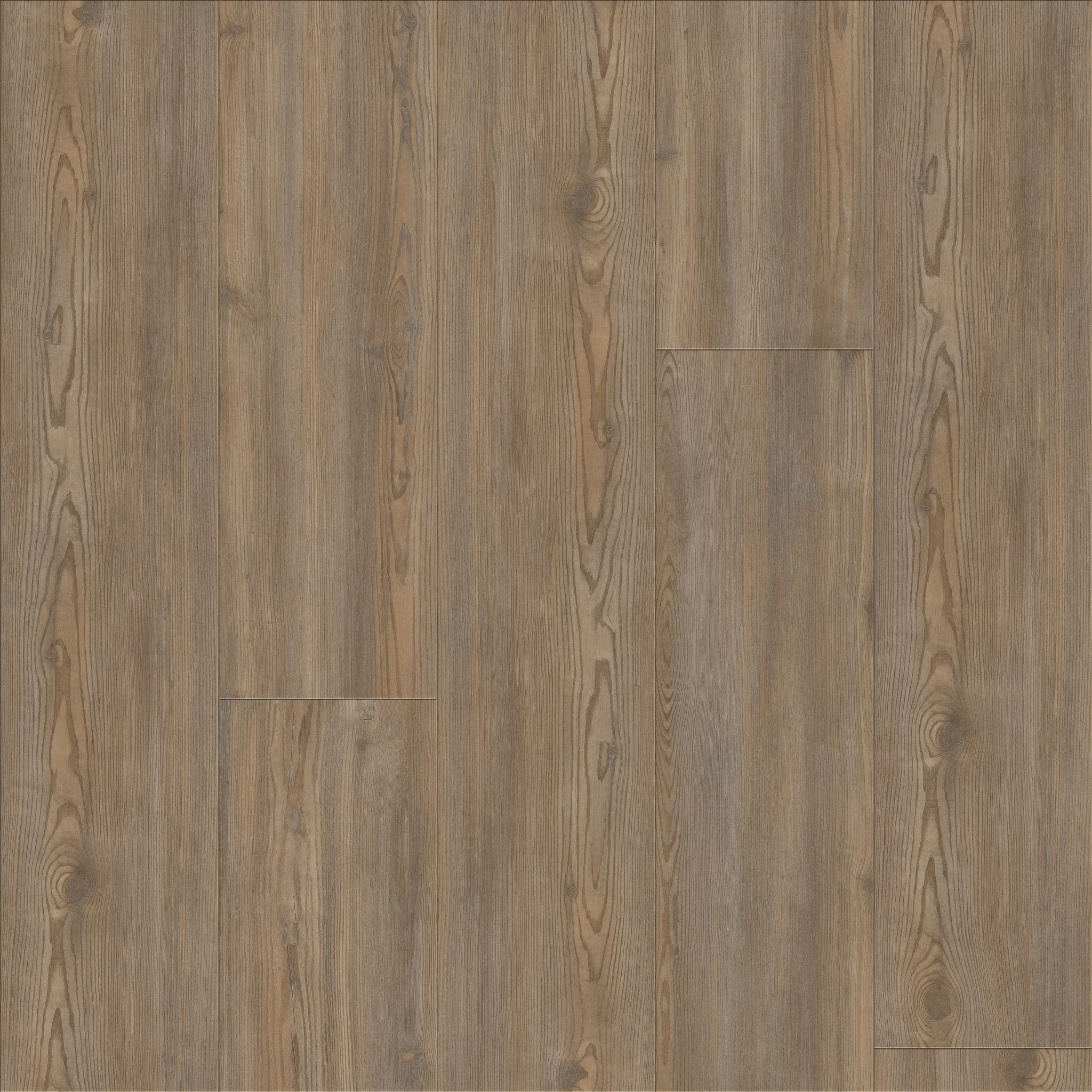 Treasure Pine / 9