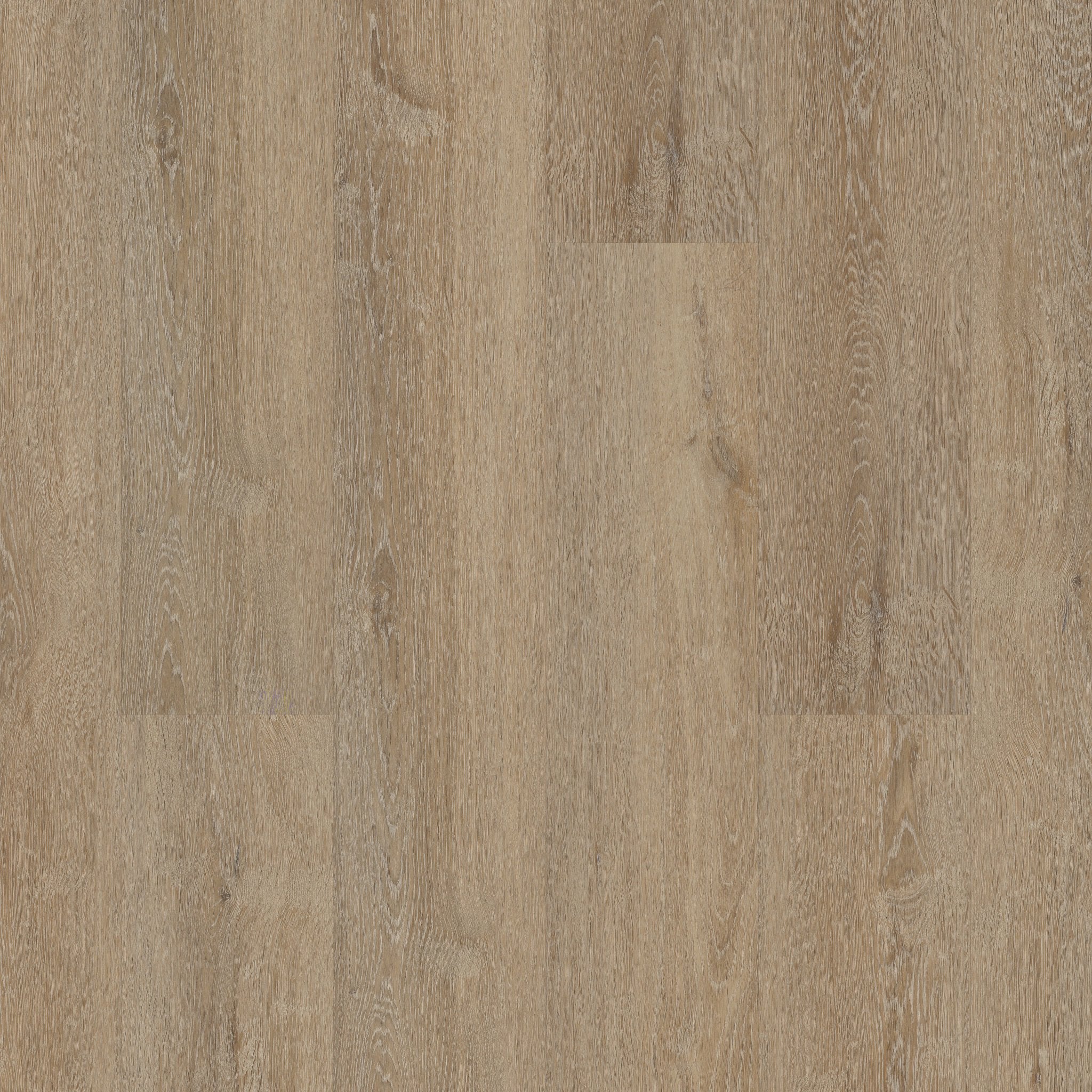 Draco Oak / 7